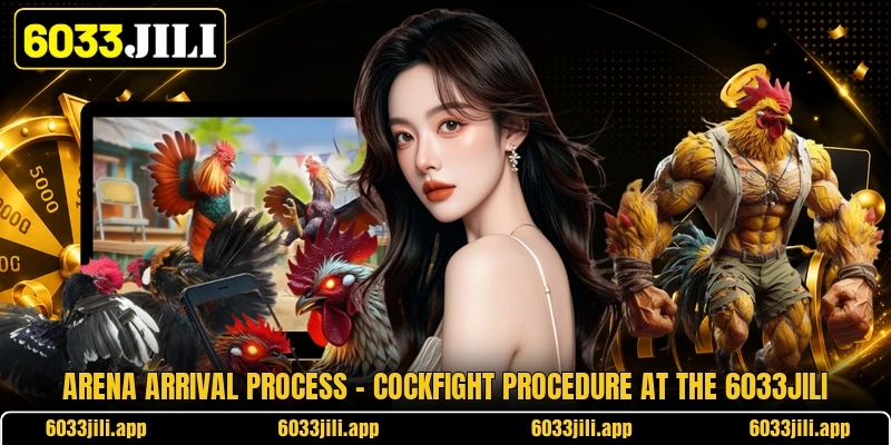 Arena Arrival Process - Cockfight Procedure At The 6033jili