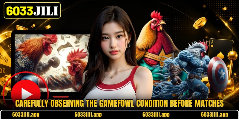 Carefully observing the gamefowl condition before matches