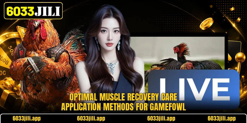 Optimal muscle recovery care application methods for gamefowl