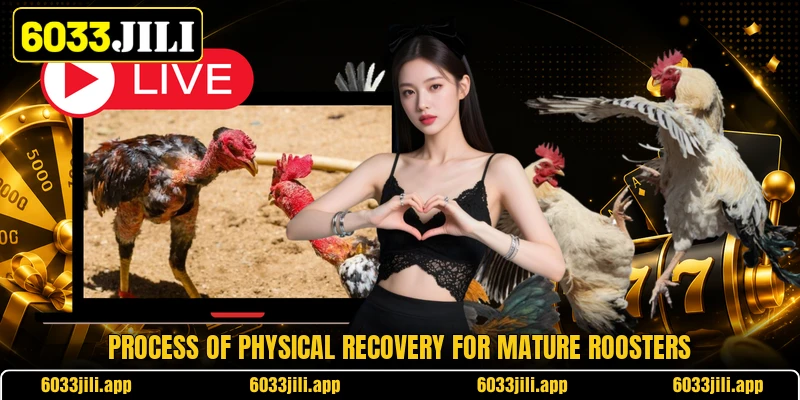 Process of physical recovery for mature roosters